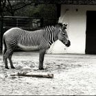 S/W - ein Zebra.