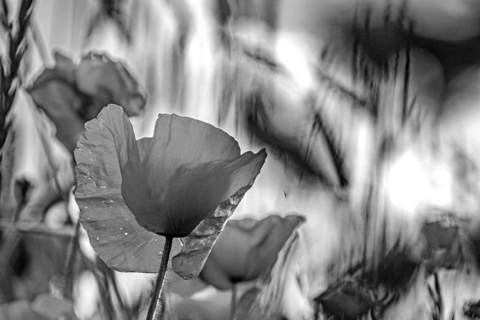 SW-Freitag (Mohn)