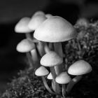 SW Freitag - Mushrooms