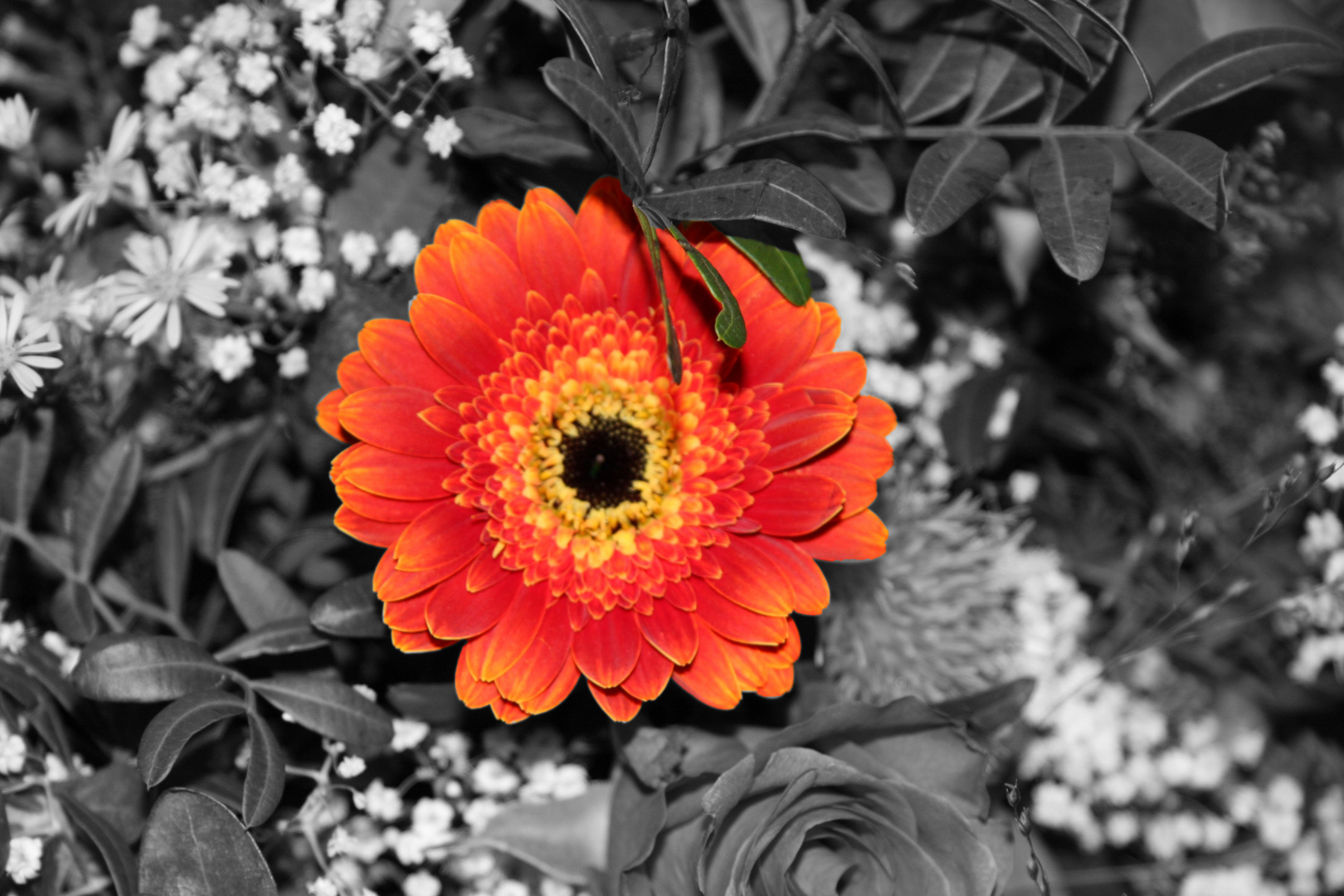 S/W Gerbera Blume...