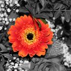 S/W Gerbera Blume...