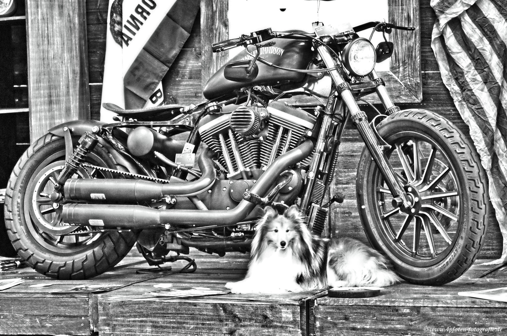 S/W Harley Davidson mit Sheltie Tjure