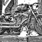 S/W Harley Davidson mit Sheltie Tjure