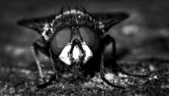 SW hat Vorteile, aber hier glaub ich nicht!