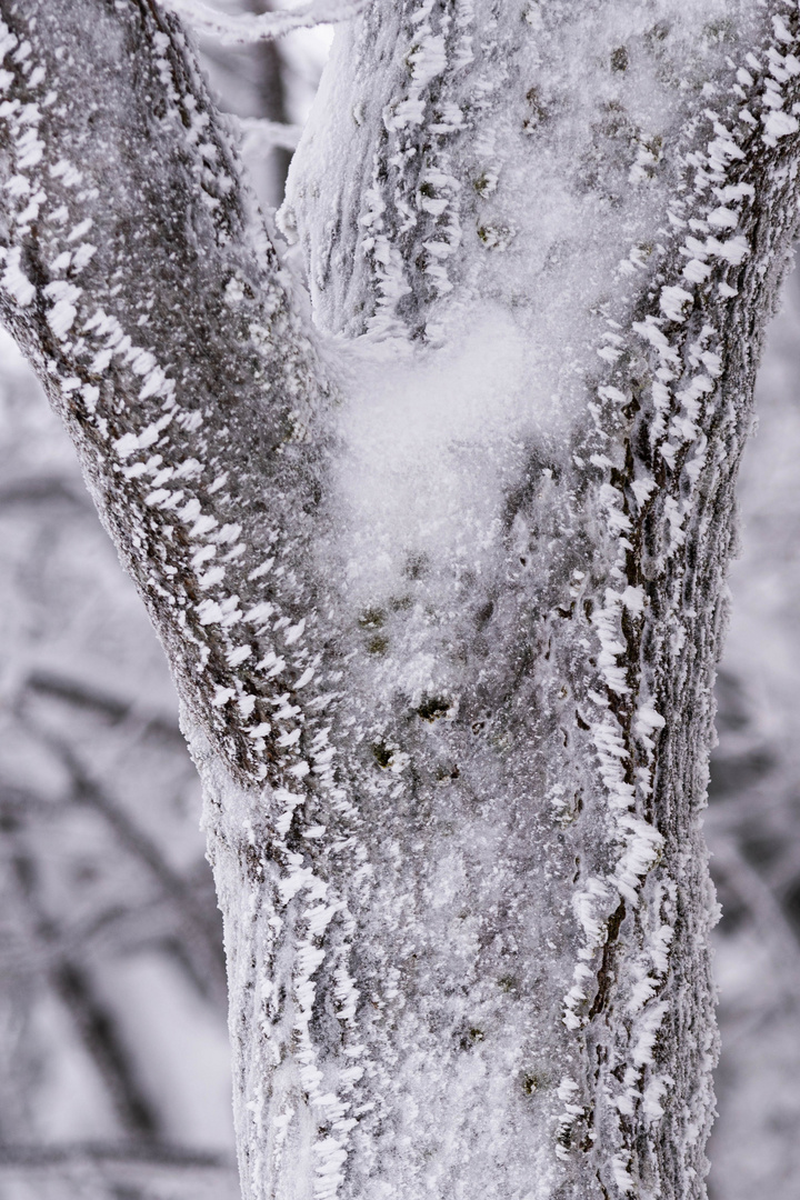 s/w-Kontraste im Schnee am Baum im Wind