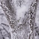 s/w-Kontraste im Schnee am Baum im Wind