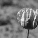 sw Mohn 3