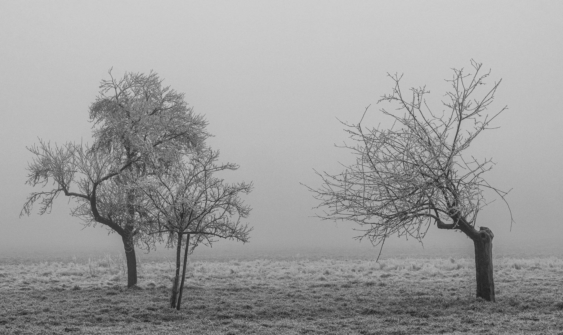 SW - Nebel und Raureif