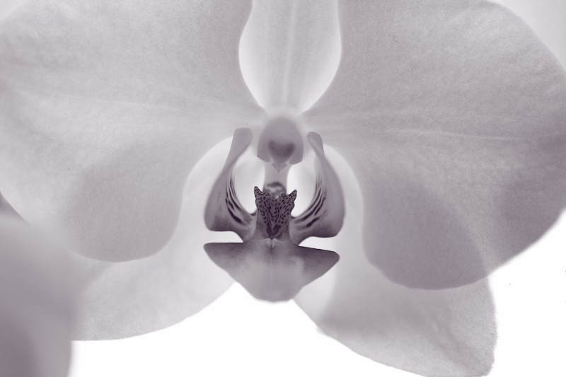 s/w Orchidee