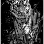 SW-Porträt "TIGER"