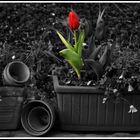 s/w - rote Tulpe