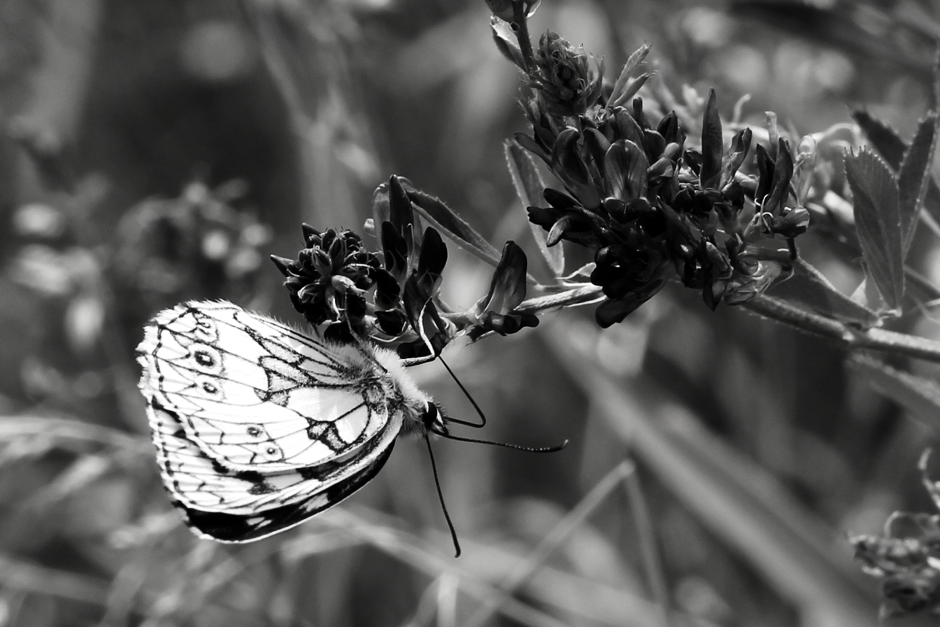 SW Schmetterling