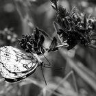 SW Schmetterling