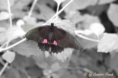 S/W Schmetterling