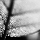 SW-Serie (Herbst): Cyclop 85mm/1.5 (6/6)