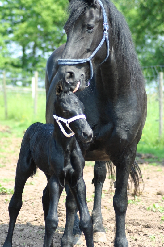 Swaan friescher gehts nicht