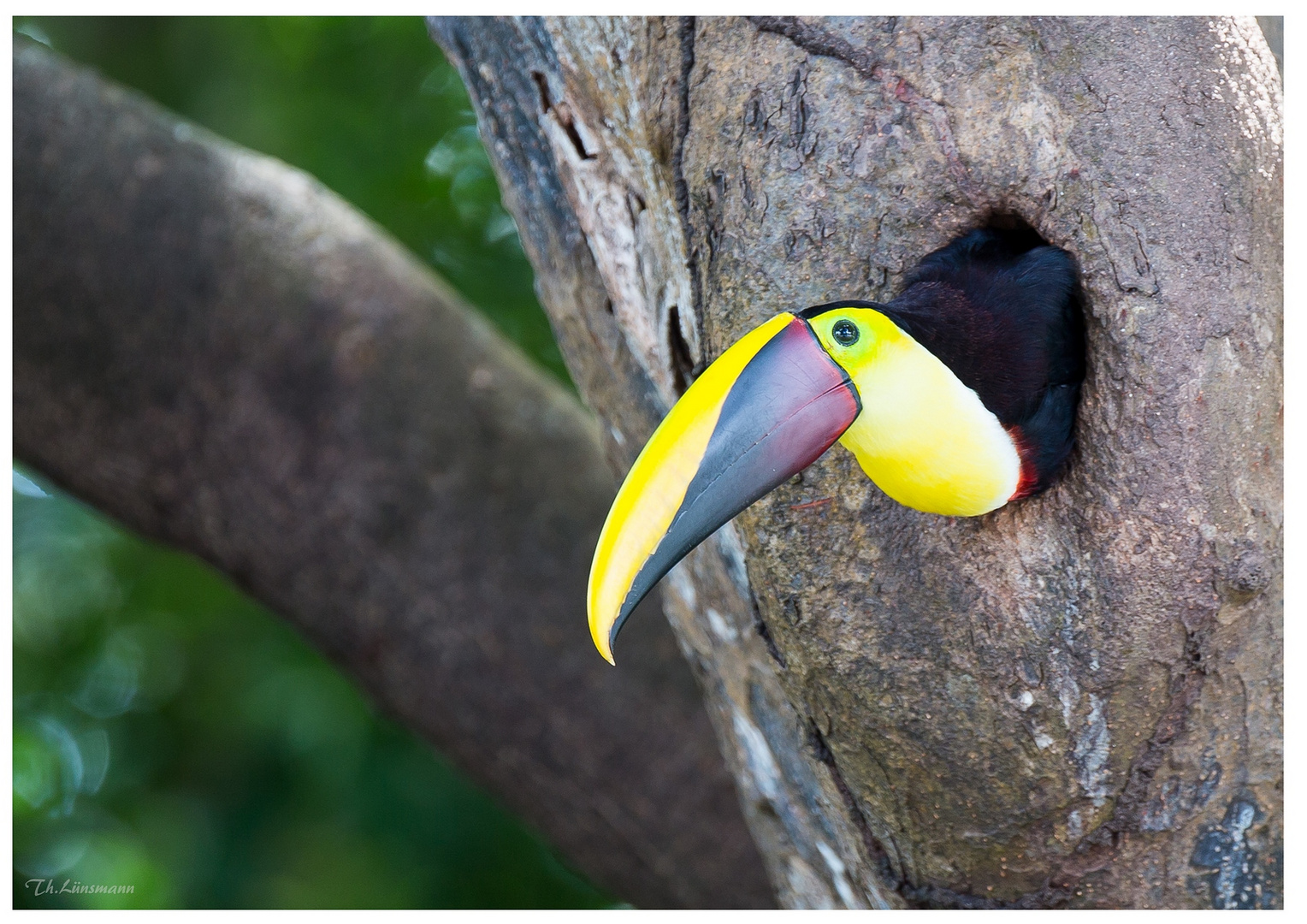 Swainson Tukan Foto & Bild | tiere, wildlife, wild lebende vögel Bilder ...