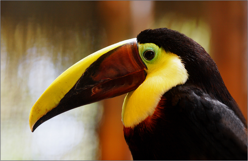 swainson-tukan / chestnut-mandibled toucan / ramphastos swainsonii (56 cm)