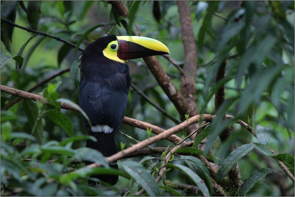 swainson-tukan /chestnut-mandibled toucan / ramphastos swainsonii (56 cm)