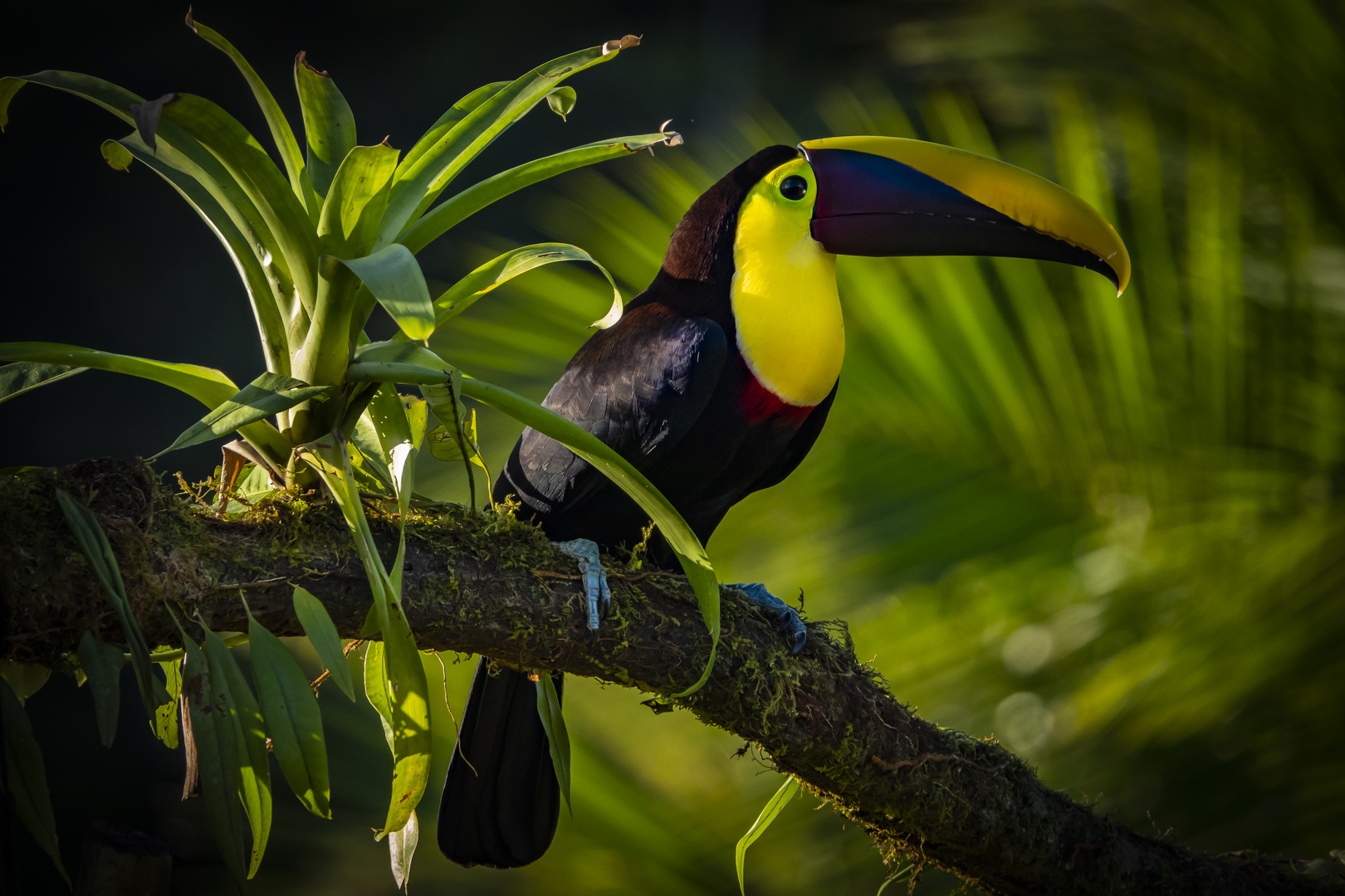 Swainson-Tukan (Ramphastos swainsonii)