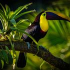 Swainson-Tukan (Ramphastos swainsonii)