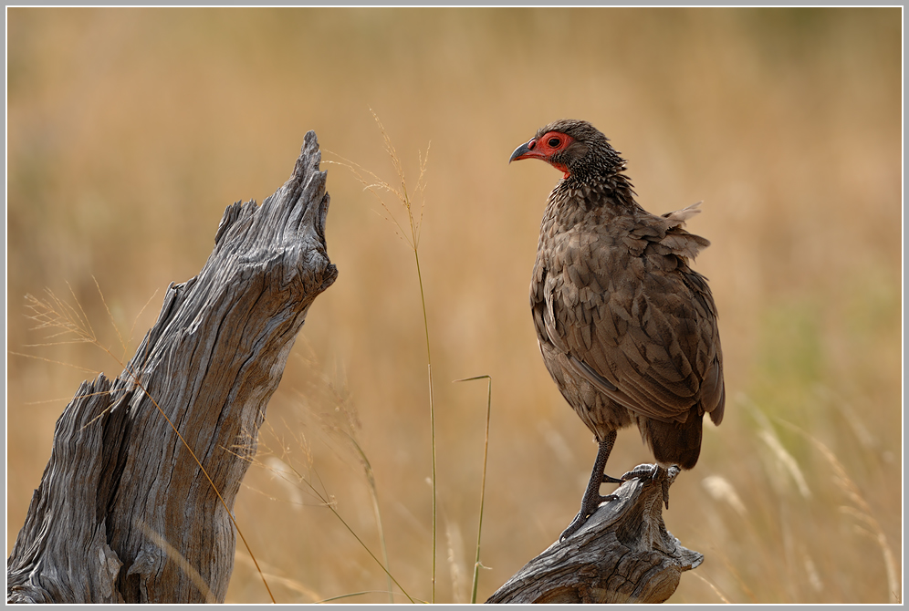 Swainsonfrankolin (Pternistes swainsonii)