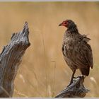 Swainsonfrankolin (Pternistes swainsonii)