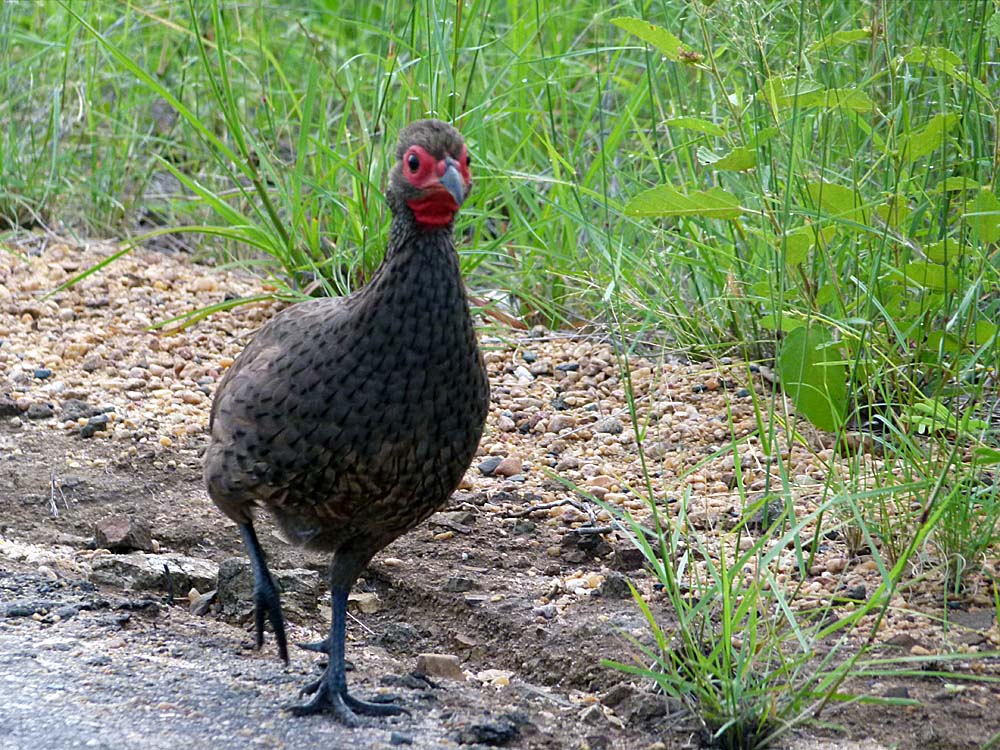 Swainsons-Frankolin im Krügernationalpark