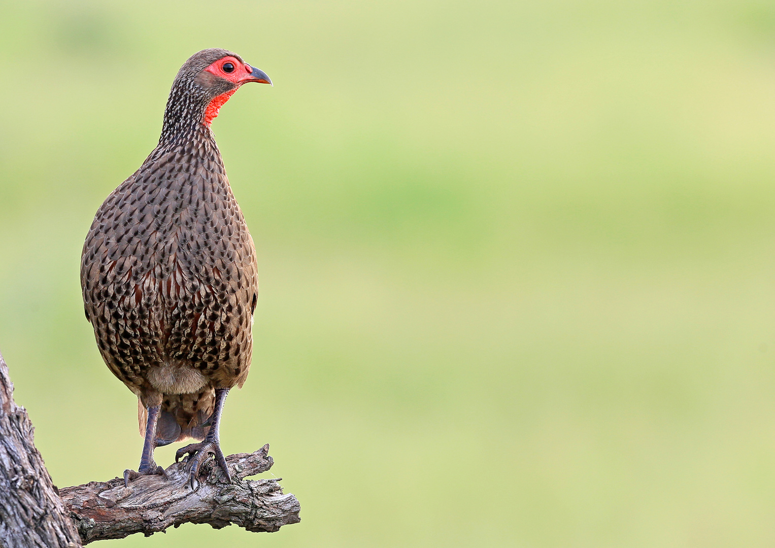 Swainson's spurfowl