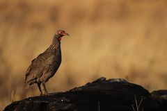 Swainson's Spurfowl