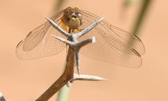 Swakopmund Libelle