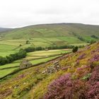 Swaledale Hochmoor