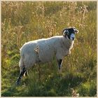 swaledale sheep 4