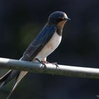 Swallow