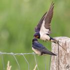 Swallow