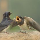 Swallow