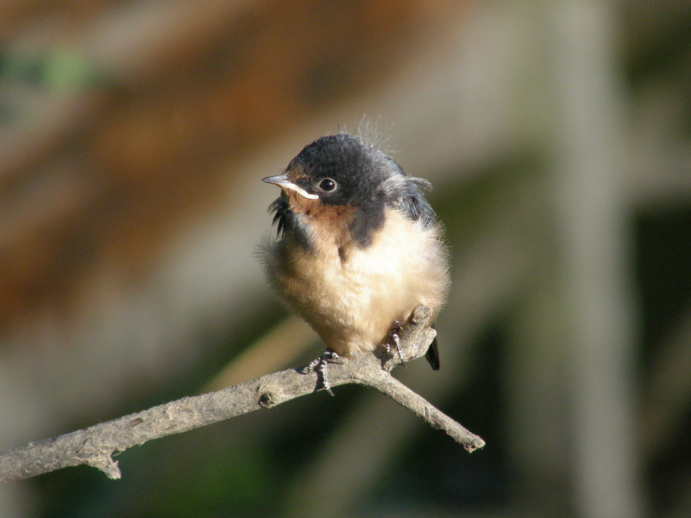 Swallow baby