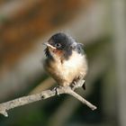 Swallow baby