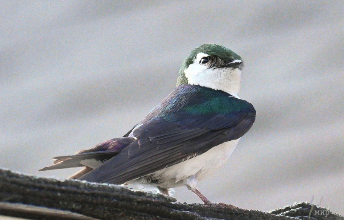 swallow on rooftop 