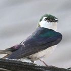 swallow on rooftop 