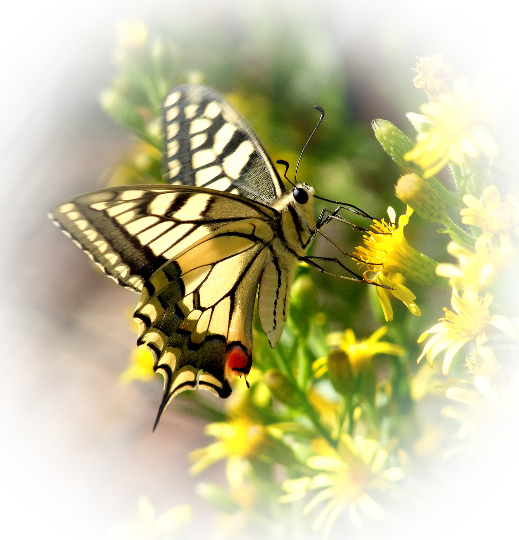 Swallow-tail Butterfly