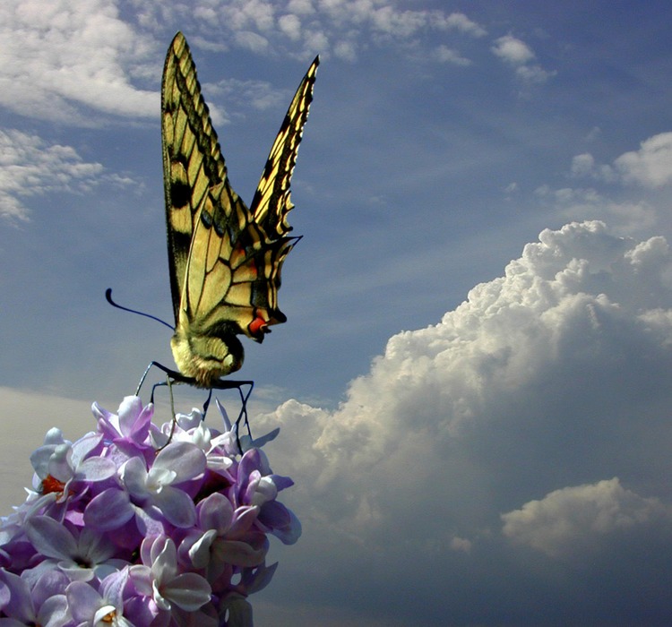 Swallow Tail on Lilac -Schwalbenschwanz auf Flieder