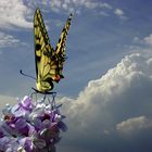 Swallow Tail on Lilac -Schwalbenschwanz auf Flieder