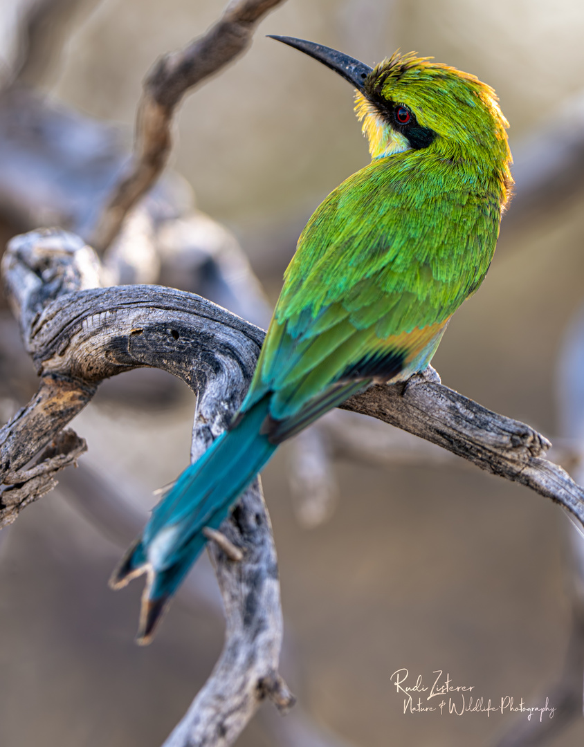 Swallow tailed Bee Eater