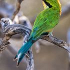 Swallow tailed Bee Eater
