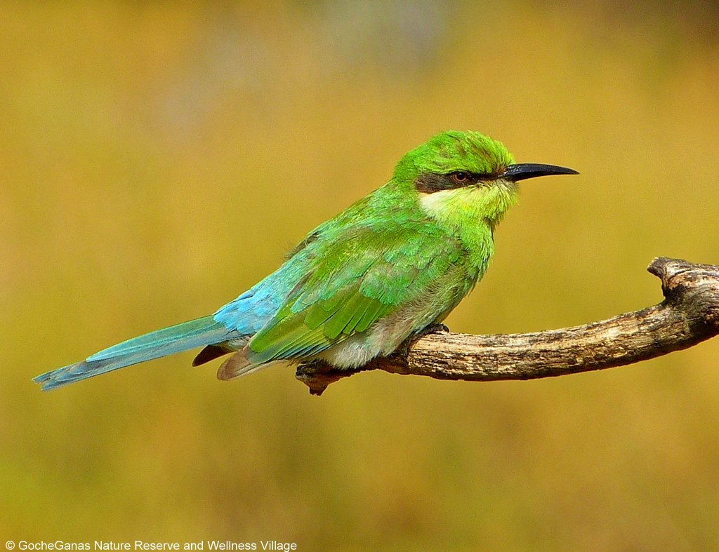 Swallow-tailed bee-eater GocheGanas