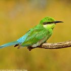 Swallow-tailed bee-eater GocheGanas