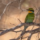 Swallow tailed Bee-eather