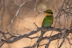 Swallow tailed Bee-eather