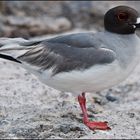 [ Swallow-tailed Gull ]